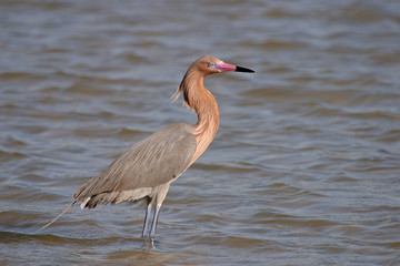 Reddish Egret, egretta rufescens, at Fort De Soto State Park, Florida.