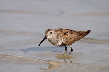 Dunlin, Calidris alpina, on the tidal flats of Fort De Soto State Park, Florida.