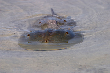 Mating Horseshoe Crabs, Limulus polyphemus, on the tidal flats of Fort De Soto State Park, Florida.