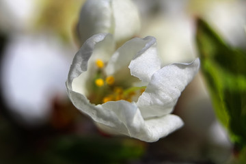 The closeup view of a plum blossom in the spring