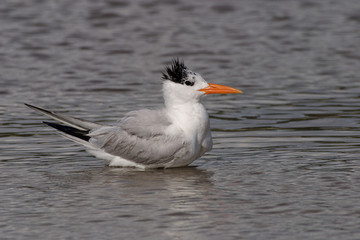 Royal Tern, Thalasseus maximus, bathing on the tidal flats of Fort De Soto State Park, Florida.