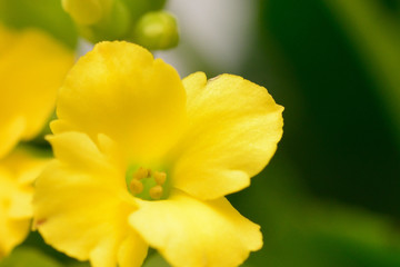 yellow Kalanchoe flower, Million star