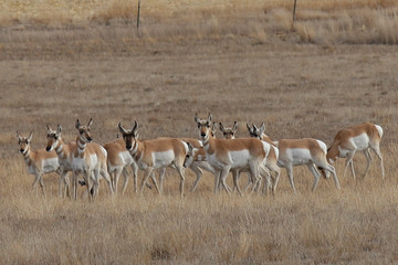 herd of antelopes