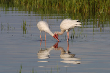 White Ibis, Eudocimus alba, feeding on the tidal flats of Fort De Soto State Park, Florida.