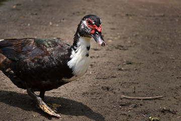 Pato negro con blanco