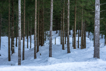 Wald im Winter