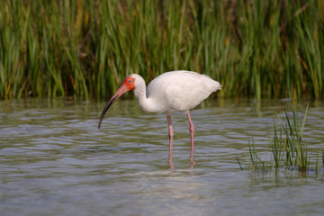 White Ibis, Eudocimus alba, feeding on the tidal flats of Fort De Soto State Park, Florida.