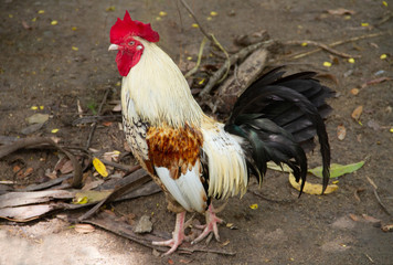 Bantam male