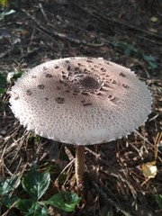Parasol mushrooms (Macrolepiota procera) in the forest