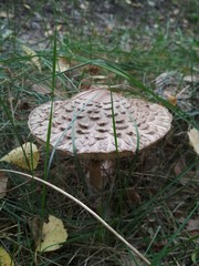 Parasol mushrooms (Macrolepiota procera) in the forest