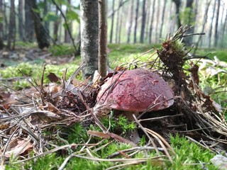 Boletus mushroom in the forest © Igor Savenchuk