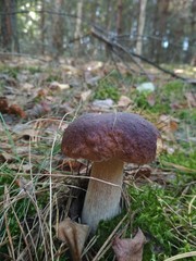 Boletus mushroom in the forest