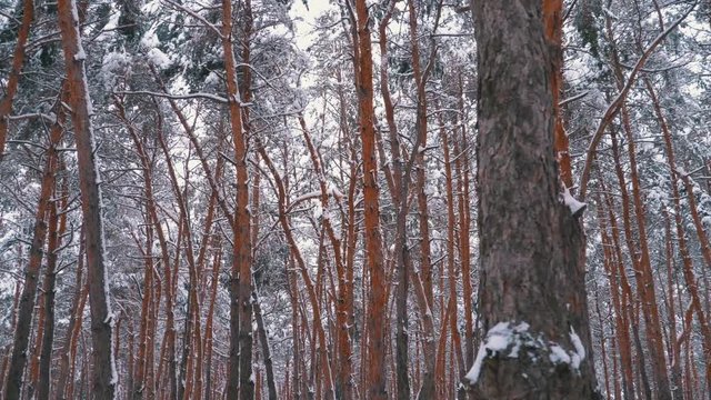 Winter Pine Forest. Flying through the Pillars of Trees Covered with Snow. Steadicam shot. Walking in the winter woods. Wild virgin nature. Road after Blizzard. Abandoned road. Holiday traveling