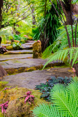 Panorama stream flows through wet garden./ Stone steps and green moss decoration in japanese garden..