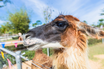 Lama in the zoo © AK ST