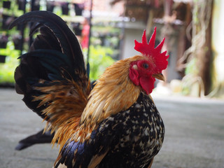 Close up Beautiful cock or rooster with black and brown tail in farm. Portrait of Cock/Rooster/Chicken. Farm background. 