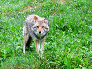 Front facing Coyote standing in the grass 