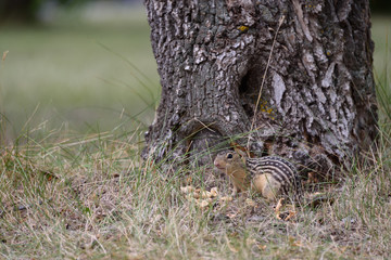thirteen lined ground squirrel at base of tree
