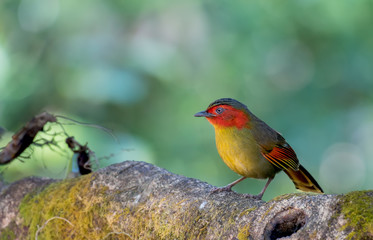 Scarlet-faced Liocichla - Liocichla ripponi on branch in neture on Doi Pha Hom Pok National Park; Thailand.
