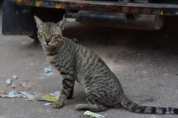 インドの首都のデリー　黄色の瞳の野良猫　オートリクシャーの車体