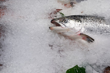 Close up Fresh Raw Organic Whole Salmon Fish Lay on Ice in Taipei Fish Market. Healthy and Delicious Seafood Ingredient for Cooking Meal