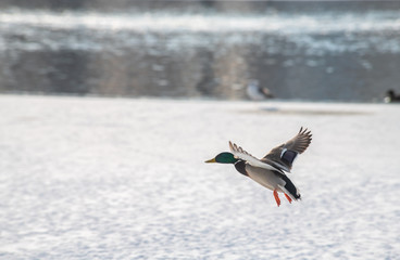Wild duck mallard white snow winter fly