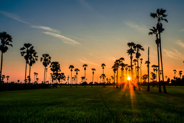 Obraz premium Landscape Sugar palm trees and Rice field with sunset