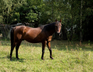 Fototapeta premium portrait of horse, polish horse, poland, 