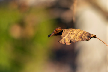 dead leaf