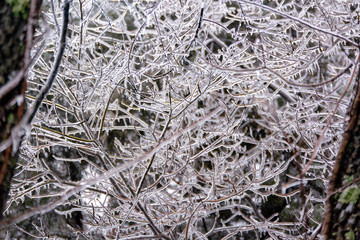 Redbud Ice