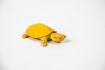 turtle on white background