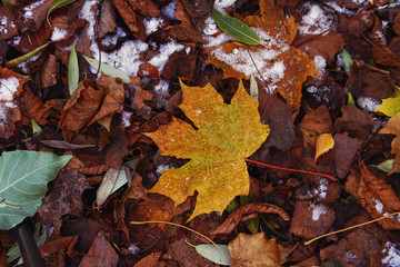yellow maple leaf