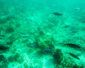 tropical schools of fish underwater