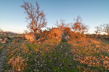 Sunset over the amazing "Dehesa Extremeña" landscape is what we found at Extremadura region outdoors, grassfields, lagoons, oaks and lot of cow cattle in the farmland fields of Spain countryside
