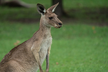 Closeup of a Kangaroo