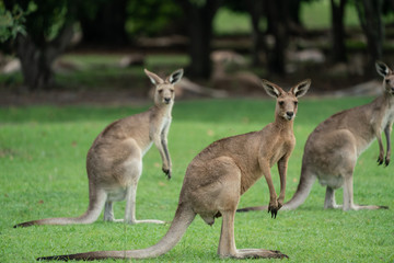 Naklejka na ściany i meble Kangaroos looking towards camera in a green field in Australia