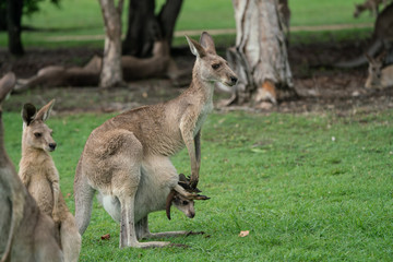 Naklejka na ściany i meble Kangaroo with Joey in her Pouch