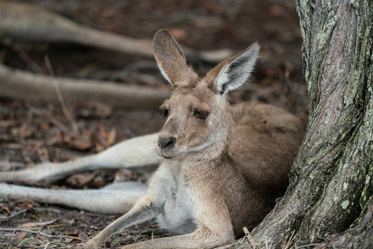Closeup of a Kangaroo lying down