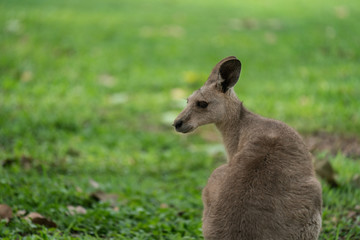 Naklejka na ściany i meble Closeup of a Kangaroo