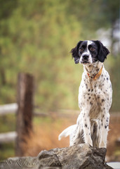 Black and White English Setter on Rock