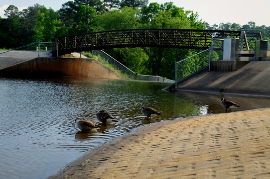 Canada geese bathing by the dam and footbridge at Lake Johnson Park in Raleigh North Carolina.