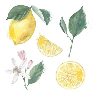 Hand drawn watercolor painting on white background. Illustration of fruit lemon