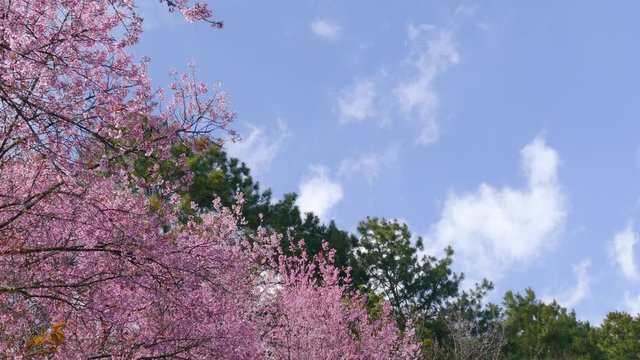 Cloud on the sky and wild himalayan cherry flower branch moving by wind