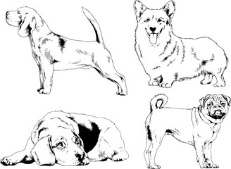 vector drawings sketches pedigree dogs in the racks drawn in ink by hand , objects with no background