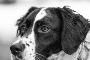 English Setter Closeup reflection in eye