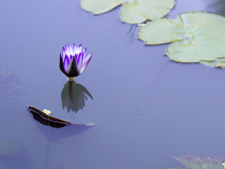 Blooming of Lotus Waterlily