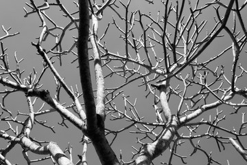 Branch of Plumeria against blue sky