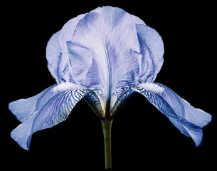 Foto op Plexiglas anti-reflex Iris light blue flower on the black isolated background with clipping path.  Closeup.  Nature. © nadezhda F