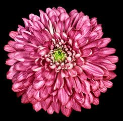 pink chrysanthemum on black  isolated background with clipping path. For design. Close-up. Nature.