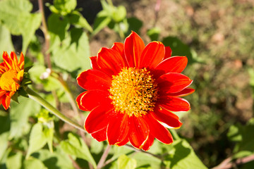 Red Sunflower blooming